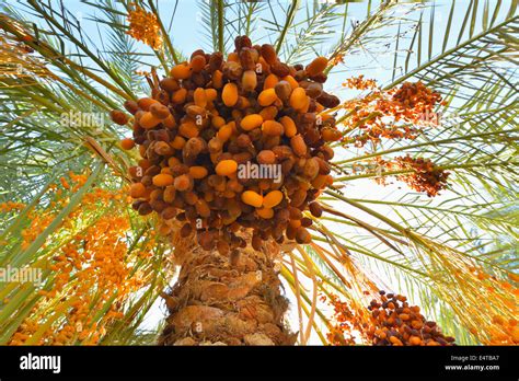 Date Palm with Fruit, Al Baharia, Matruh Governorate, Libyan Desert, Sahara Desert, Egypt ...