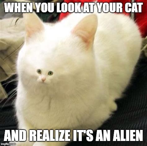 Unique Cat Memes