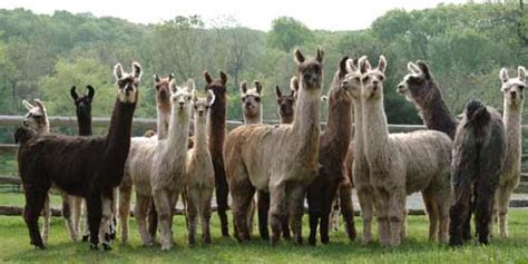 Llama Association of Australasia Inc - What is a Llama?