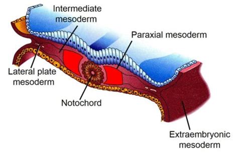 Mesoderm Development Extraembryonic Intraembryonic