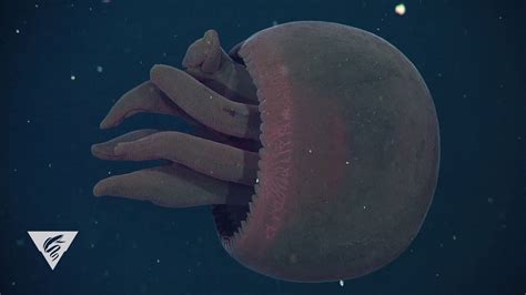 Giant Deep Sea Jellyfish