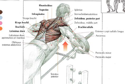 How To Do T-Bar Rows • THE stephane ANDRE