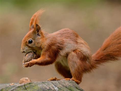 Welcome to British Red Squirrel, Conserving our native red squirrel ...