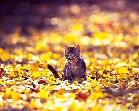 Autumn cat wallpaper - SF Wallpaper