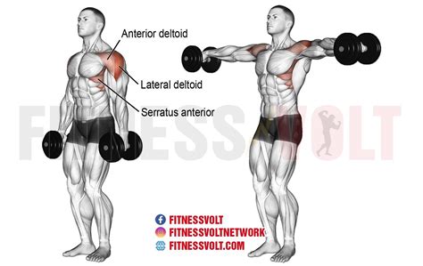 Dumbbell Lateral Raises: Build Strong Deltoids & More! – Fitness Volt