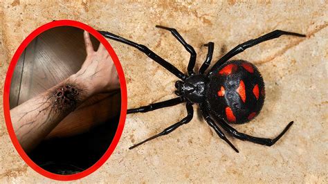 Top 10 MOST VENOMOUS SPIDERS In The World - YouTube