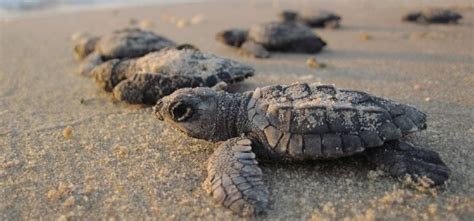 Kosgoda Turtle Hatchery | Memorable Holidays in Bentota - Overa Tours ...