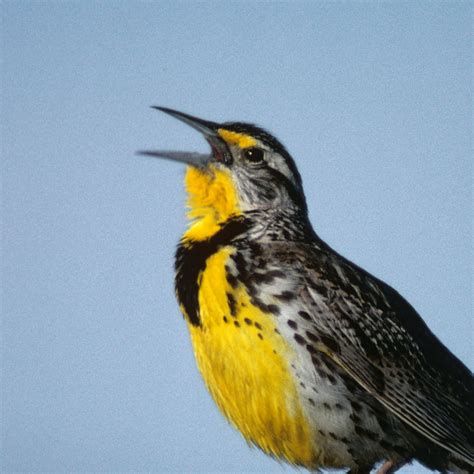 Free photo: Meadowlark - Animal, Bird, Meadow - Free Download - Jooinn