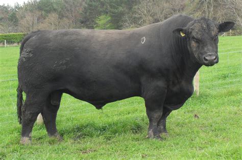 Highland Wagyu » Black Aberdeen Angus Cattle