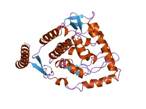 Phenylalanine Hydroxylase