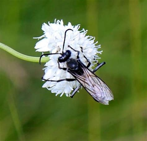 Sphex lanatus · iNaturalist