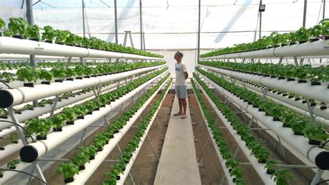 How Hydroponics farming differs from Regular farming?