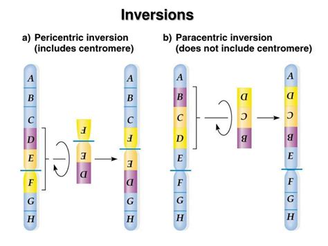 PPT - CHROMOSOMAL MUTATIONS PowerPoint Presentation, free download - ID ...