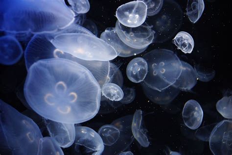 Moon Jellyfish Facts — SeaDoc Society