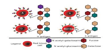 H/H BLOOD GROUP SYSTEM: A RARE BLOOD GROUP | PharmaTutor