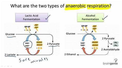 what is the definition of anaerobic respiration