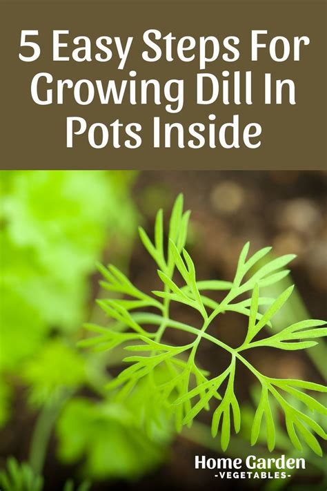 Are you planning on growing dill in pots inside? From planting to maintenance, learn everything ...