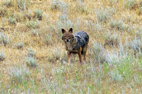 Steppe | Definition, Description, Plants, Animals, Importance, & Facts | Britannica