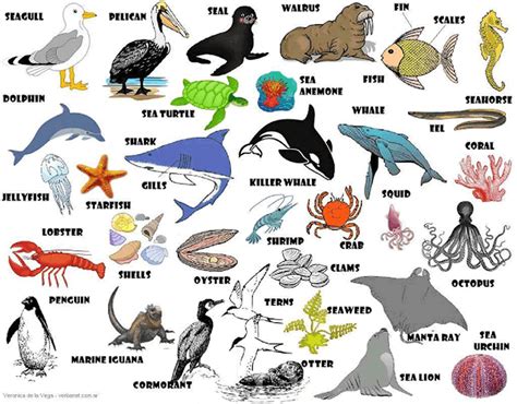 Pictures Of Sea Animals And Their Names - PictureMeta