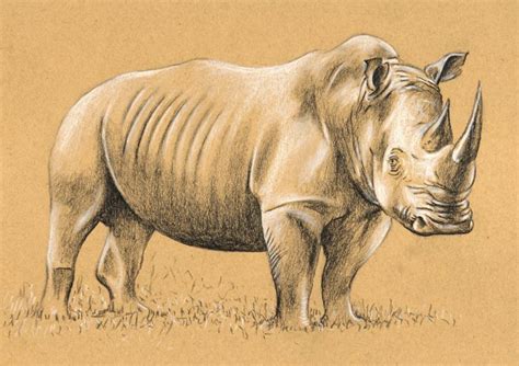 How to Draw a Rhino with Charcoal and Chalk