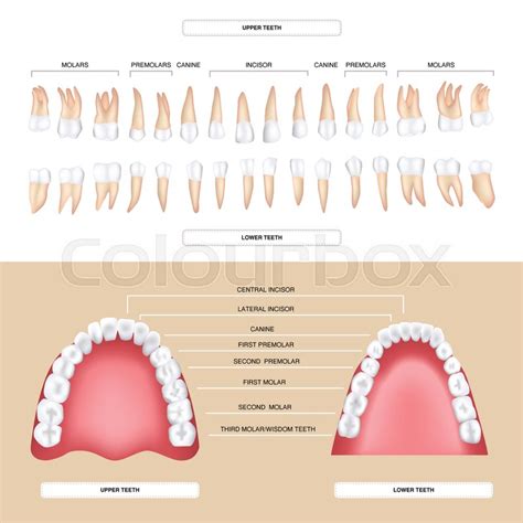 Human dental anatomy permanent tooth | Stock vector | Colourbox