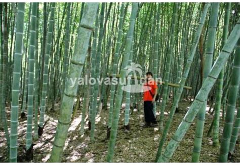 Bambu Fidanı Bambu Ağacı Phyllostachys Pubescens 100-120 Cm