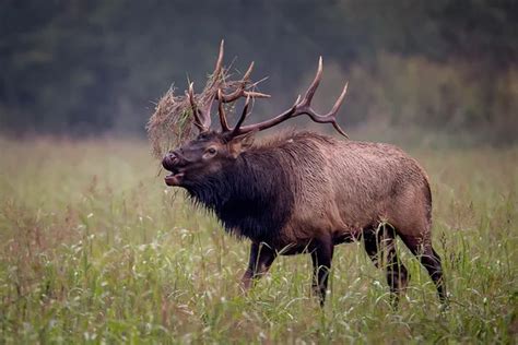 Photos: trophy bull elk | Trophy class Bull Elk — Stock Photo ...