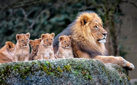 What Animal Lion Family