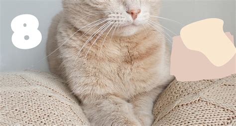 8 Gorgeous Beige Cream Cat Breeds - Barkmind