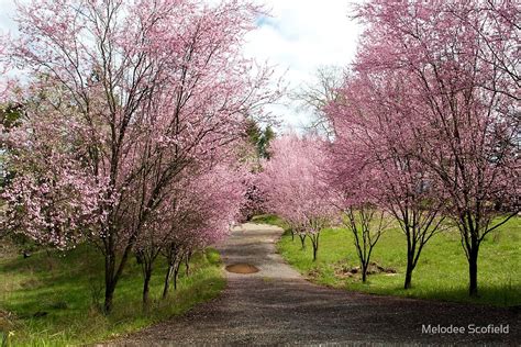 "Ornamental Plum Trees" by Melodee Scofield | Redbubble