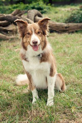 Welsh Sheepdog #Dogs | Welsh sheepdog, Herding dogs, Dogs