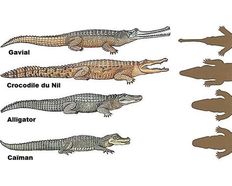 Caiman Vs Crocodile