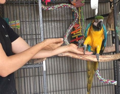 My Parrot Bites to Step Up! How to work with aggressive parrots - Avian Behavior International