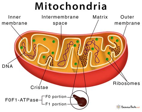 Mitochondria Structure And Function Ppt