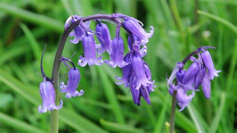 English bluebell | plant | Britannica