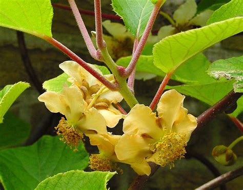 Actinidia chinensis (Chinese Gooseberry, Kiwi, Kiwi Fruit) | North Carolina Extension Gardener ...