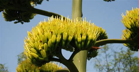 Agave-plant-flower-bloom - SUCCULENTdotCARE