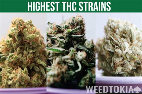 20 Highest THC Strains of Weed (Over 30%) - Weedtokia.com