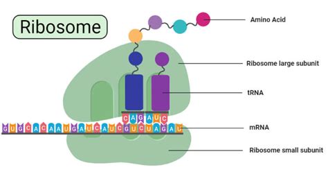 Ribosome- Definition, Types, Structure, Composition, Functions