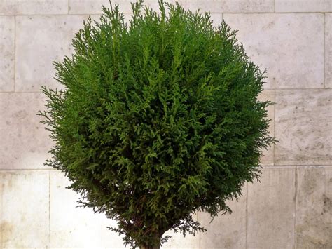 Care Of Juniper Shrubbery - Tips For Growing Junipers