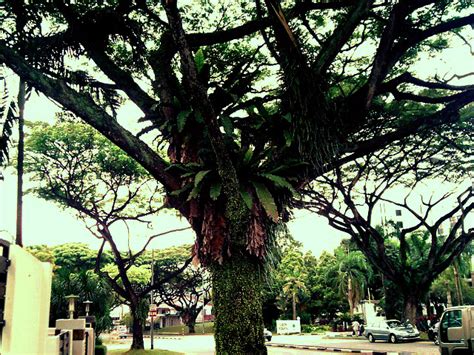 Cashew Tree: Pictures, Facts Photos On Cashew Trees