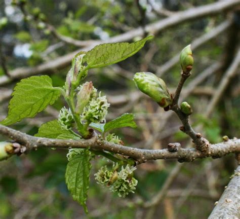 Pruning a Mulberry Tree to Get Fruit You Can Reach | The Survival Gardener