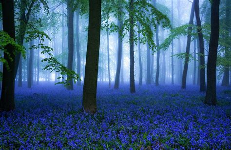 Blue Flowers Forest Mural Wallpaper | Ever Wallpaper UK