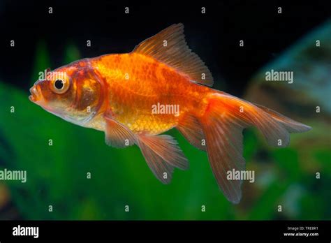 goldfish, common carp (Carassius auratus), in aquarium Stock Photo - Alamy