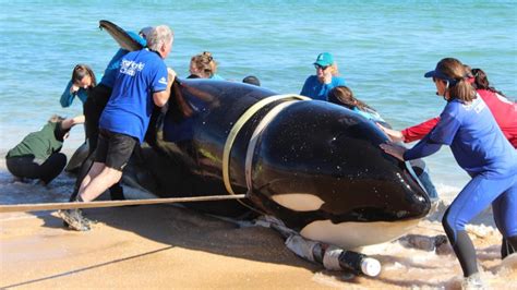 21-foot killer whale dies after beaching itself on Florida coast - ABC7 ...