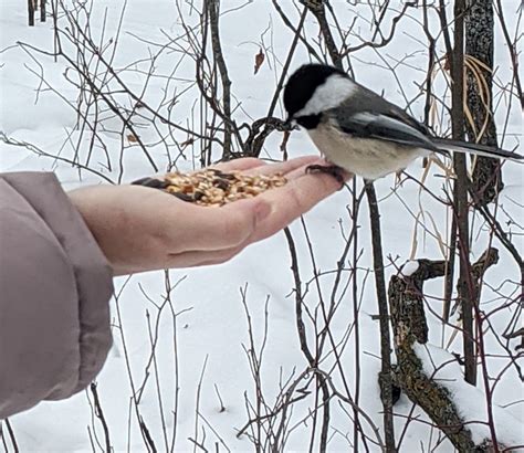 Hand feeding birds and a nice walk at Birds Hill park - Save Money in ...