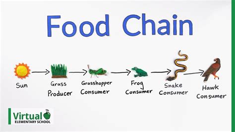 Simple Food Chain Diagram For Kids