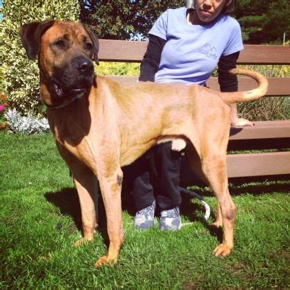 112 best images about Boerboel Rescue on Pinterest | In august ...