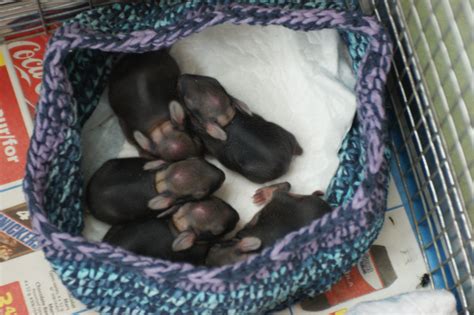 Caring for Abandoned Wild Baby Bunnies - My Wildlife Rescue