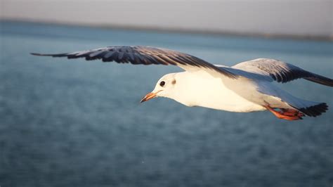 Close Up Photo of a Flying Seagull · Free Stock Photo